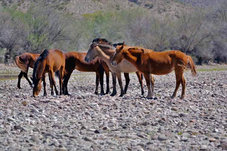 mustangs